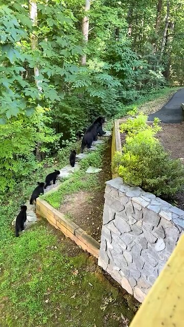 A Powerful Sight: Mama Bear and Her 4 Cubs 🐻