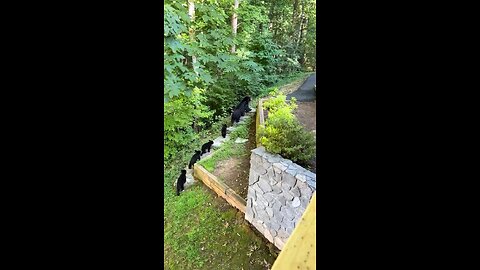 A Powerful Sight: Mama Bear and Her 4 Cubs 🐻