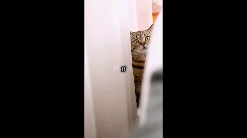 my cat adventure #cats #catlovers #feline #animal #catvideo