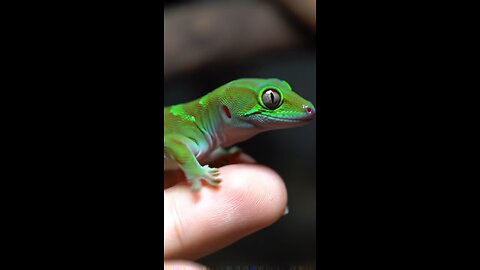animals green