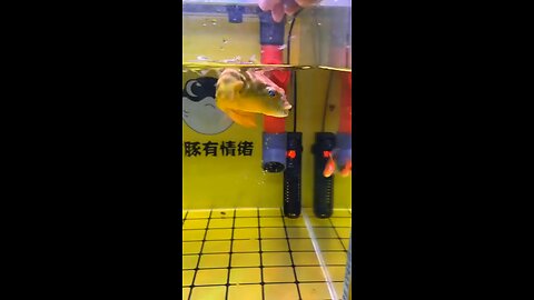Strange toothed fish feeding