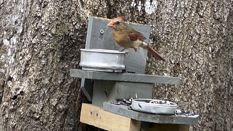 Cardinal bird so cute