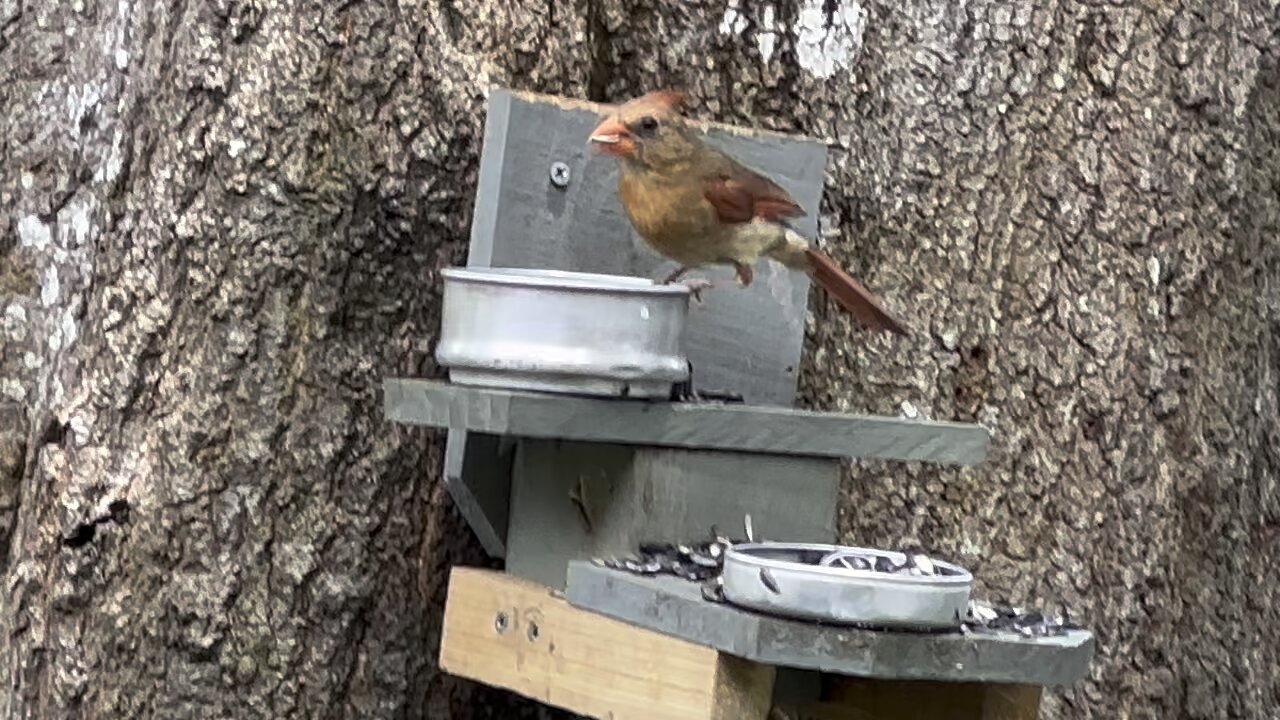 Cardinal bird so cute