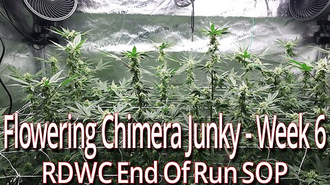 Flowering Chimera Junky - Week 6. RDWC End Of Run SOP.