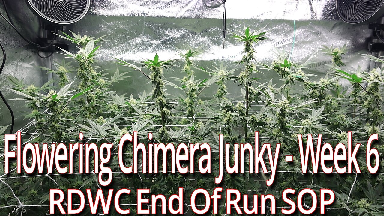 Flowering Chimera Junky - Week 6. RDWC End Of Run SOP.