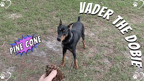 Vader’s Sneaky Tease: Pine Cone Chase & Playful Chaos!