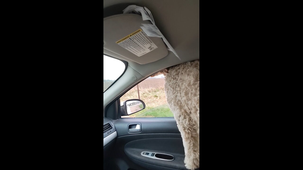 DUDE GET YOUR HEAD IN THE CAR!!!! #yoshidoodledandy #labradoodle #dog #yoshi #puppy #doodle