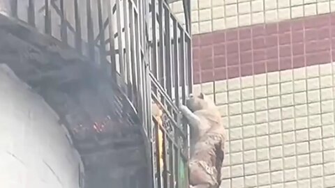 Cat in China holds onto window railings to escape fire