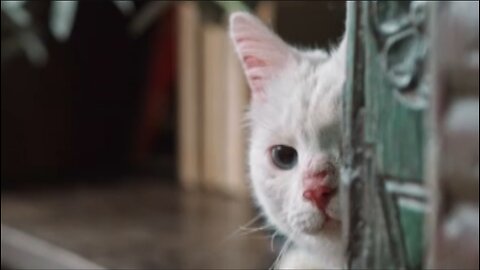 Shy Cat, Banana Dog & the Summer Heat – Too Cute to Handle!| Pawfect LOLs #24