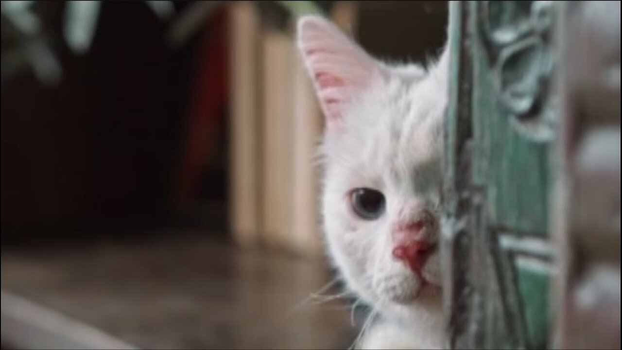 Shy Cat, Banana Dog & the Summer Heat – Too Cute to Handle!| Pawfect LOLs #24