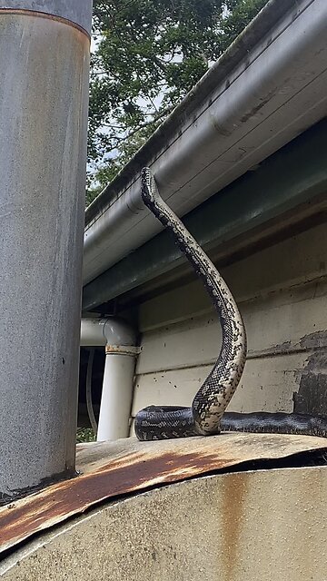 Big python in Australia 🇦🇺