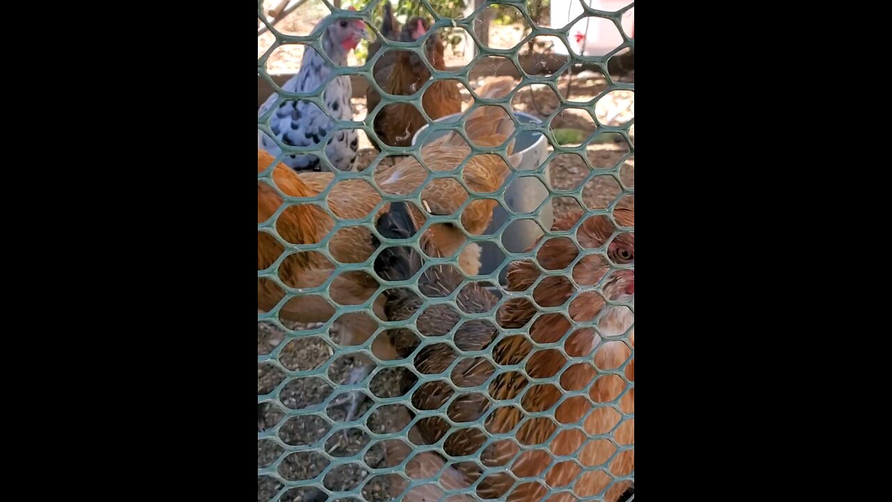 Morning Chickies