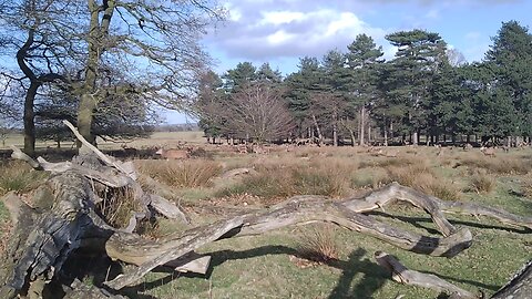 deer 🦌 at Tatton park