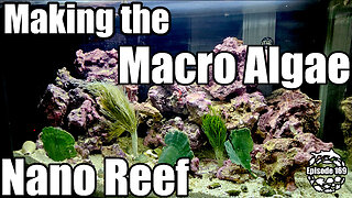 Building a Tiny Reef Ecosystem for my Desk