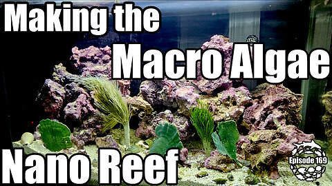 Building a Tiny Reef Ecosystem for my Desk