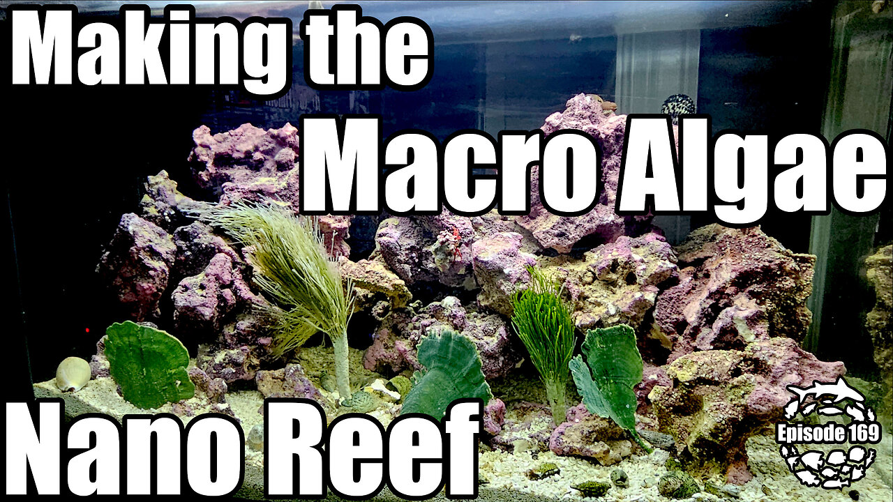 Building a Tiny Reef Ecosystem for my Desk