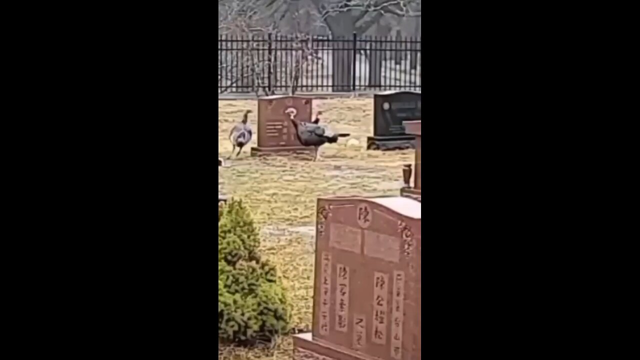 Turkey Birds