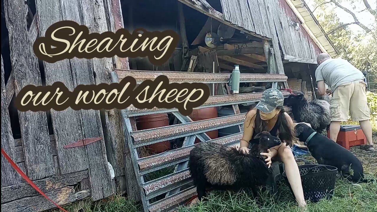 Vid Short : Hand Shearing Lil' Miss Grace