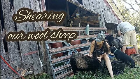 Vid Short : Hand Shearing Lil' Miss Grace