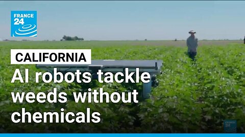 AI robots tackle weeds without chemicals