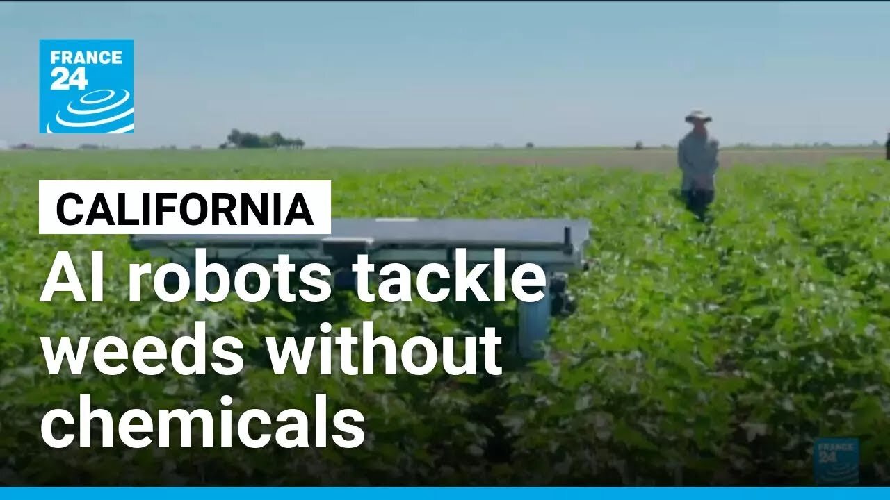 AI robots tackle weeds without chemicals