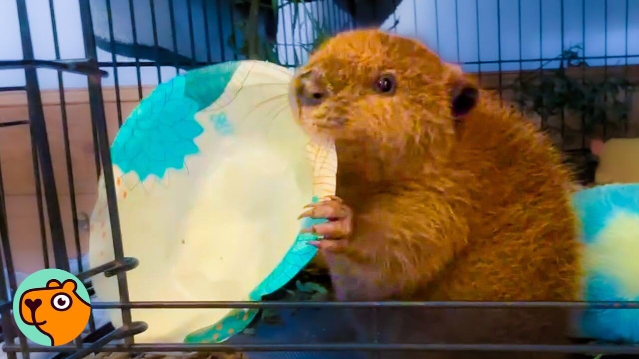 Lady Saved a Baby Beaver. Now He Turns House Into a Dam Project | Cuddle Buddies
