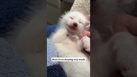 The man found a rare white fox in the woods and became his dad