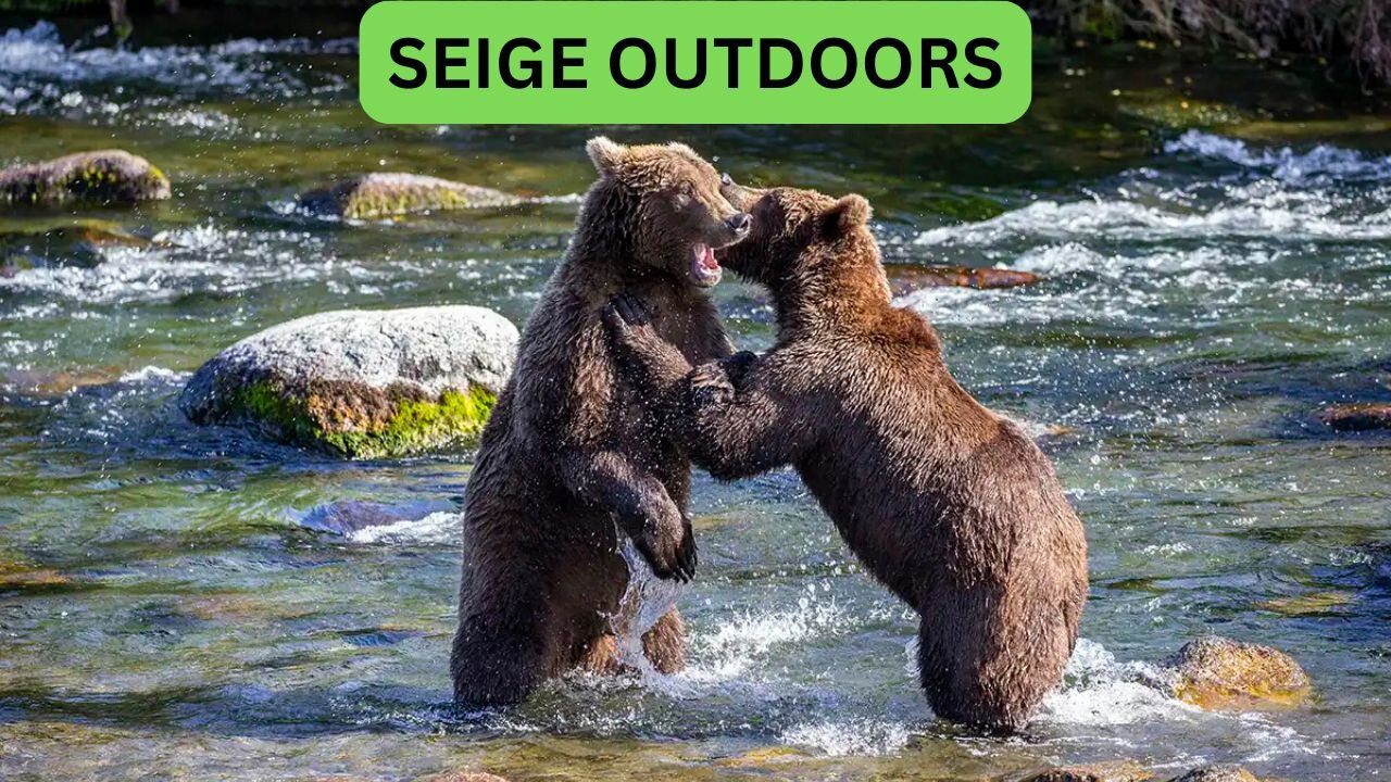 Katmai National Park Bear Feeding Live Stream!