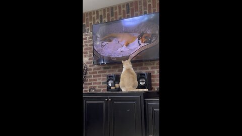 He’s Real Close Up 😳🐈📺🤣