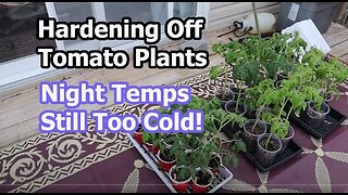 Tomato & Pepper Plants: Edema Problems + Hardening Off Discussing Cold Nights