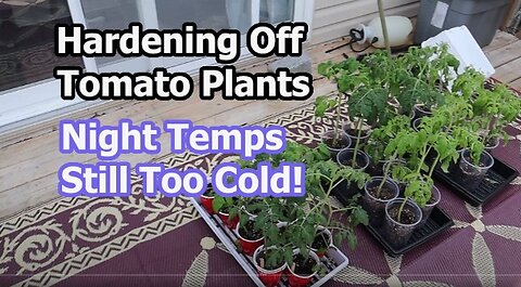 Tomato & Pepper Plants: Edema Problems + Hardening Off Discussing Cold Nights
