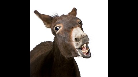Donkeys