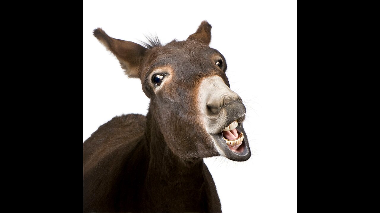 Donkeys