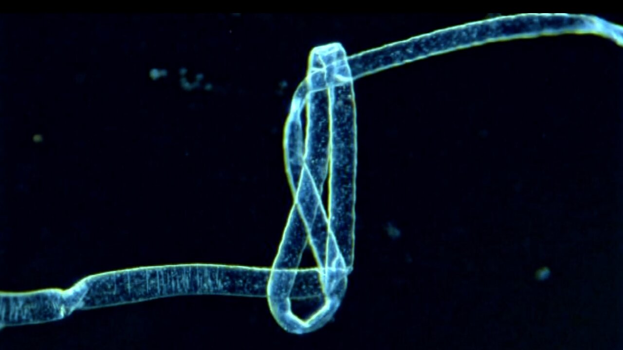 Fungal Sprouts To Filament Manifestation