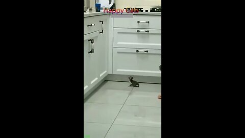 Funniest cats compilation