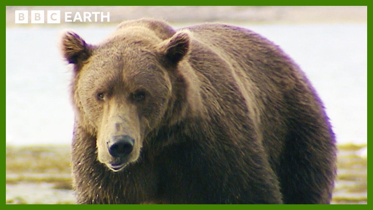 Grizzly Bear Bulking Season | Deep into the Wild | BBC Earth