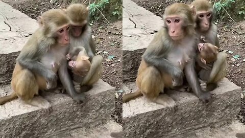 Eat the wrong haha ​​monkey