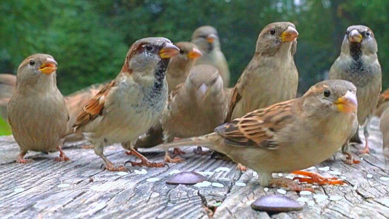 House Sparrows Knocking on Some More Wood