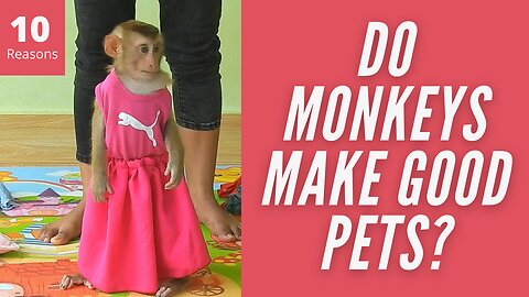Do Monkeys Make Good Pets?