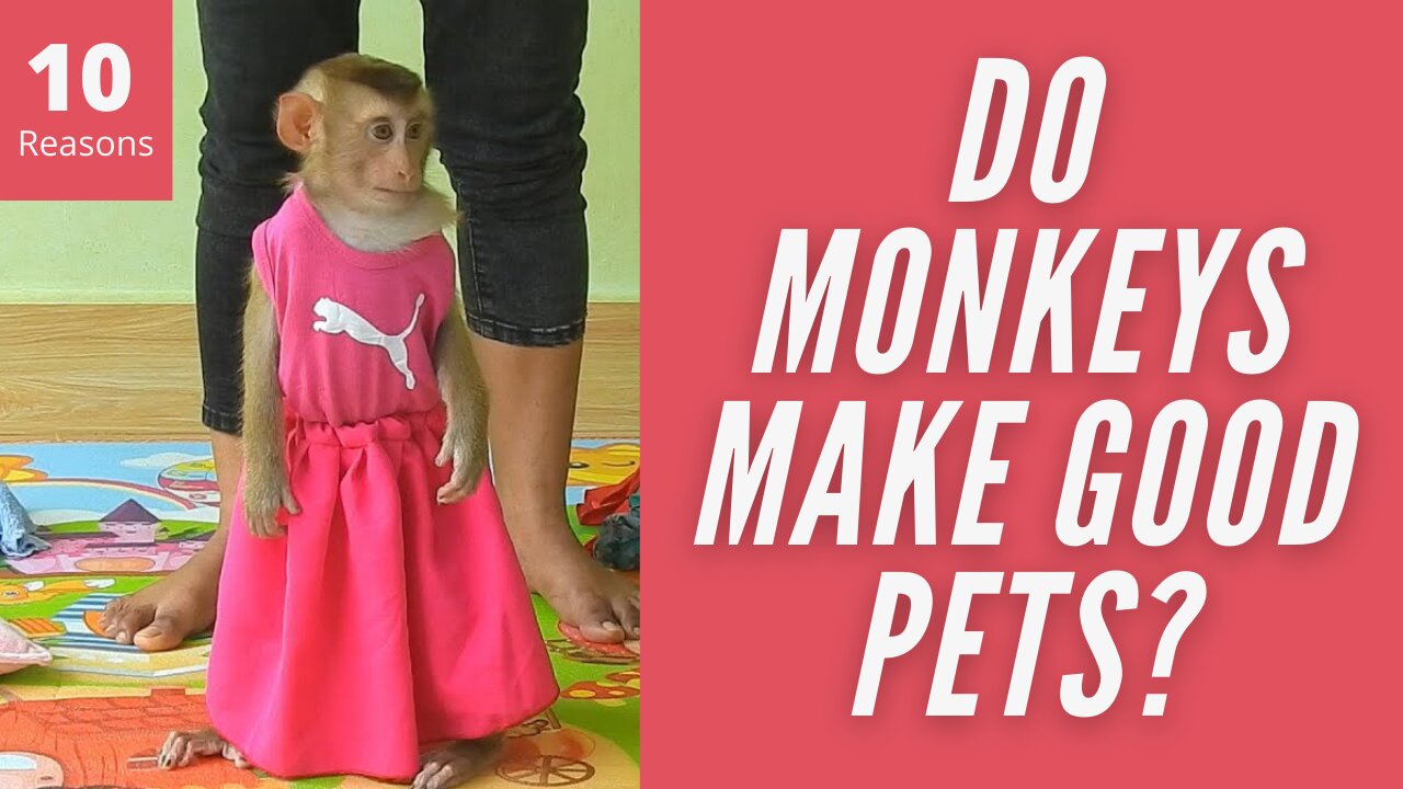 Do Monkeys Make Good Pets?