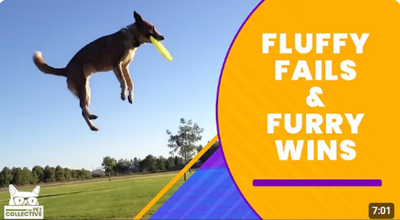 Fluffy Fails & Furry Wins | The Pet Collective