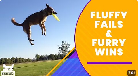 Fluffy Fails & Furry Wins | The Pet Collective
