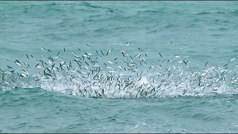 Slow Motion Florida Mullet run with BlacktipH Fishing