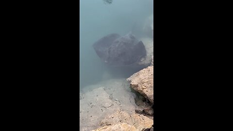 Giant stingray in harbour