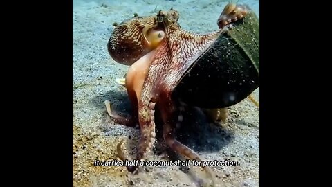Clever Escape: The Octopus and Its Coconut Armor