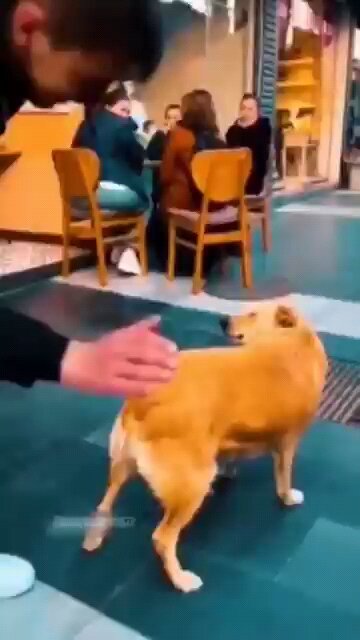 "Rahul's DIY Hacks: Simple & Effective 🛠️✨" funny animals videos 😜