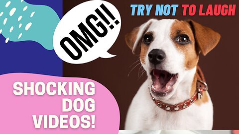 My Dog Reacts To Girls Dancing In TikTok Videos