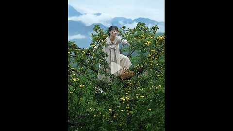 Harvest Amid the Mountain Mist