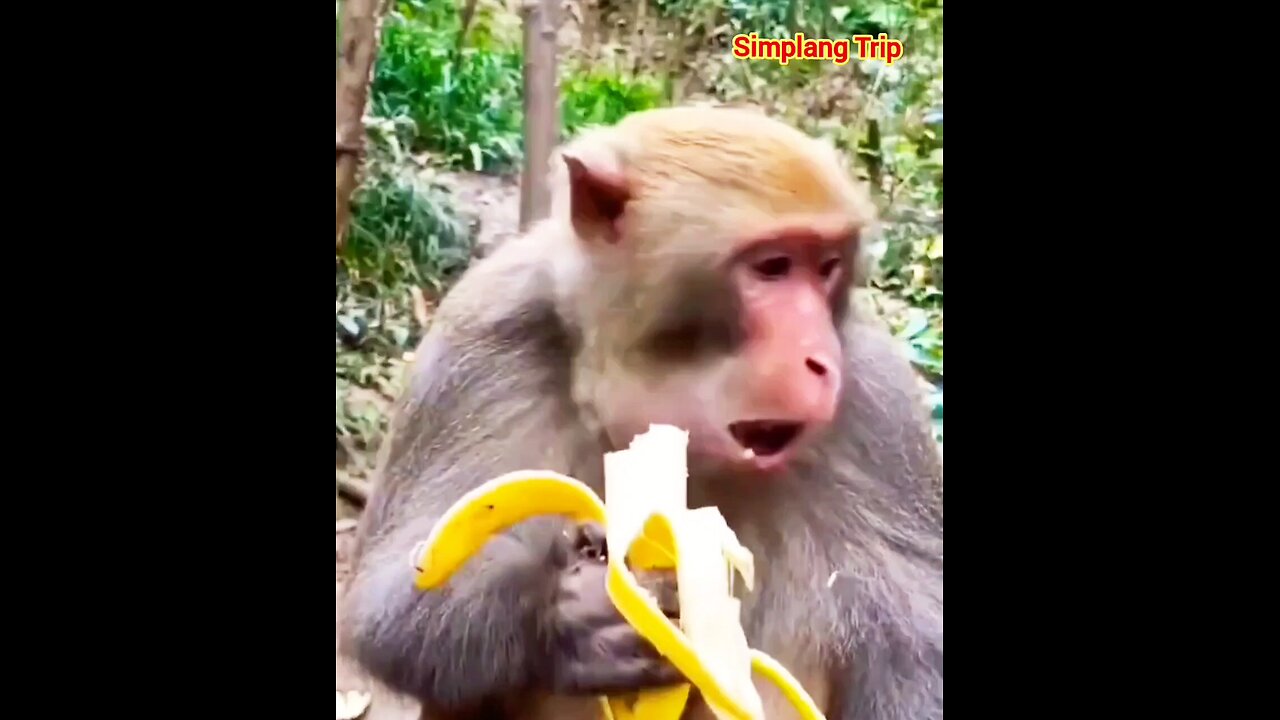 Simplang Trip 34: Here’s what will happen if the monkey eats the banana too fast.