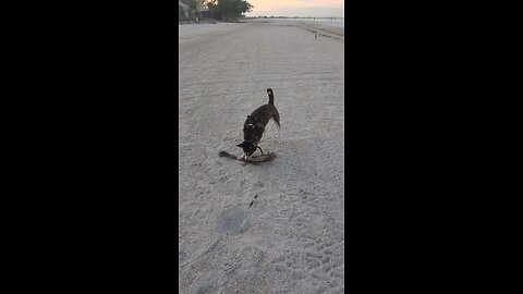 Anna Marie Island